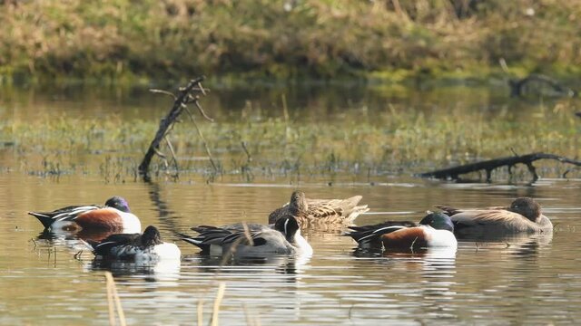 full shot of flock of birds Northern shoveler or Spatula clypeata and Northern pintail or Anas acuta and gadwall or Mareca strepera water birds floating at keoladeo national park bharatpur india