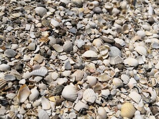 Ракушечный пляж