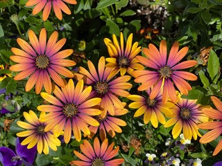 Fototapeta premium flowers background