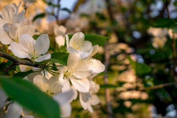 Obraz premium White fruit flowers on a tree in the light of the sun