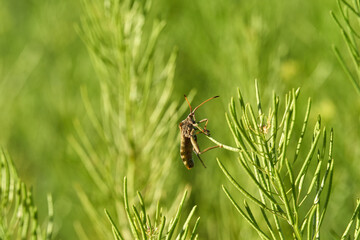 Closeup of Triatominae Kissing Bug on plant