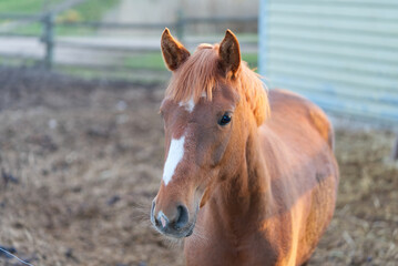 Fototapeta premium Brown horse in the stable close-up in a sunny day in Estonia