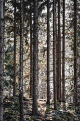 Landscape photo of trees in the forest or woods