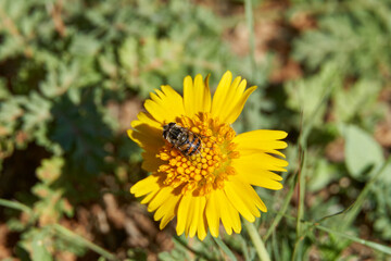 Isolated specimen of Copestylum sp, a large genus of hoverflies, family Syrphidae, in the order Diptera, photographed here on the Yellow Sneezweed bloom.