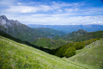 Naklejka premium daffodils flowering in Monte Croce, Apuan Alps