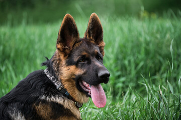 Young thoroughbred dog. Puppy for desktop screensaver or for puzzle. Charming black and red German Shepherd puppy sits in green grass and looks carefully to side with its tongue sticking out.
