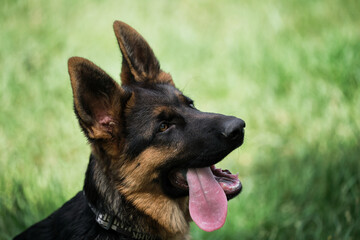 Young thoroughbred dog. Puppy for desktop screensaver or for puzzle. Charming black and red German Shepherd puppy sits in green grass and looks carefully to side with its tongue sticking out.