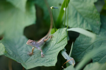 Brown-headed Lizard is a species of Chameleon native