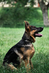 Young thoroughbred dog. Puppy for desktop screensaver or for puzzle. Charming black and red German Shepherd puppy sits in green grass and looks carefully to side with its tongue sticking out.