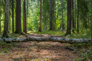Beauty in nature. Fallen tree in the forest on a forest path.