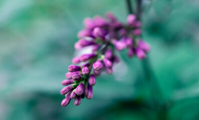 Twig with unblown purple flowers of lilac close up on blurred green background, macro photography, floral background, poster design, beauty in nature, wallpaper, selective focus