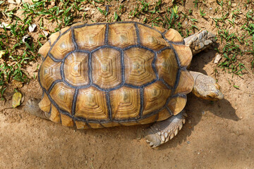 Sulcata tortoise in the garden at thailand