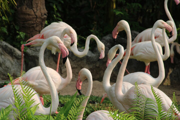 Flamingos are standing in the lake in Thailand's zoo - obrazy, fototapety, plakaty