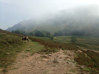 horse in the fog