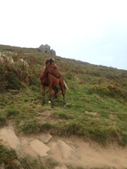 horse in the mountain