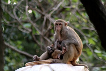 Naklejka na ściany i meble monkey and baby sitting on a tree