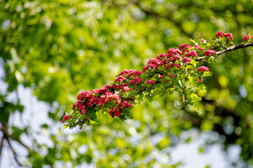 Hannover Tiergarten