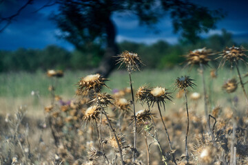 thistle in the field