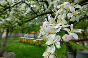 Close-up of beautiful apple blossom.
