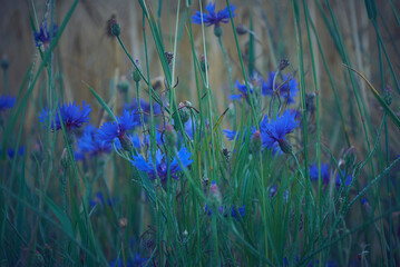 Wild blue flowers - Powered by Adobe