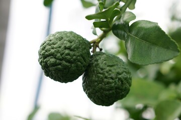 Fototapeta premium Thai herbal bergamot fruit is a herbal treatment to relieve various symptom, used to shampoo, nourish hair, eliminate dandruff, cure itchy head