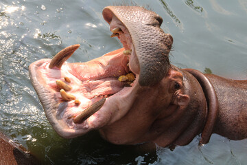Portrait of hippo with open mouth