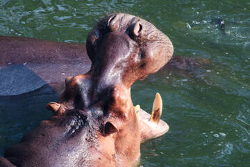 Portrait of hippo with open mouth