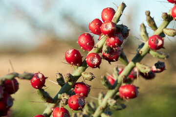 Texas Christmas Cactus. West Texas Pencil Cholla Cactus, Cylindropuntia leptocaulis with bright red rip fruits