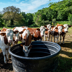 troupeau de vaches de race Montbeliarde devant un abreuvoir vide