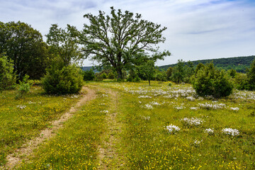Path in the forest between green meadows and wild flowers. Spain.