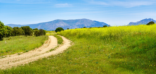 Panoramic countryside with wild flowers and dirt road to the mountains.