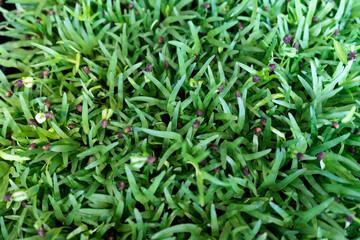 Close up of green morning glory full frame