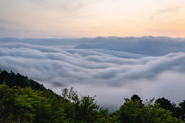 箱根の雲海