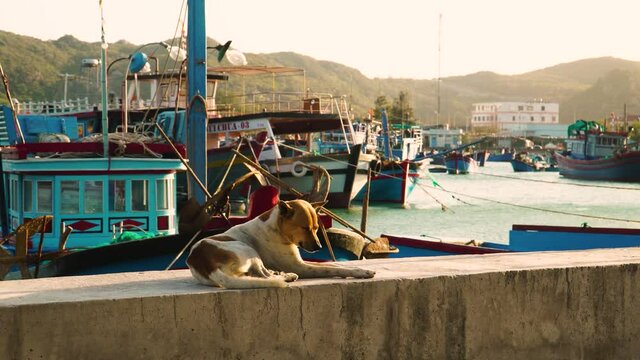 A dog sits relaxing on the wall in the fishing village of Vinh Hy. Vietnam. 