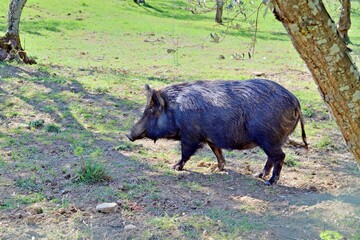 black pig with fur on a farm in Tuscany, Italy