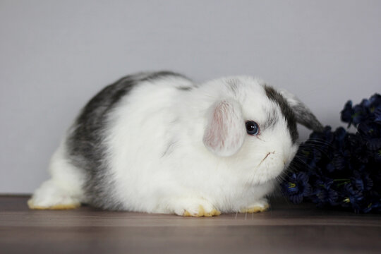 Baby Holland Lop Bunnies BEW Magpie Blue Eyes
