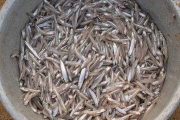 Fish anchovy background in fishermen market store shop. Heap of small little fish for sale