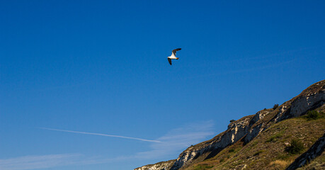 Seagull at sea. Seagull by the rock. Seagull by the sea. Seagull and blue sky.