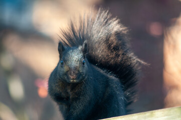 Squirrel on a branch