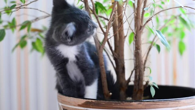 Small gray and white kitten is having fun playing in pot with houseplant. Freedom loving cats love of flower and nature. Home games of pets. Cute naughty animal kids. Lifestyle of little cats.
