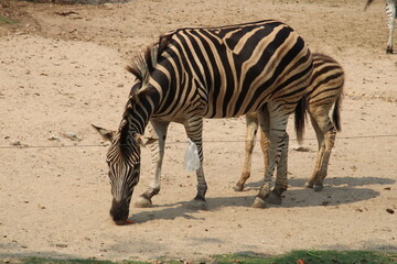 Zebra is eating grass