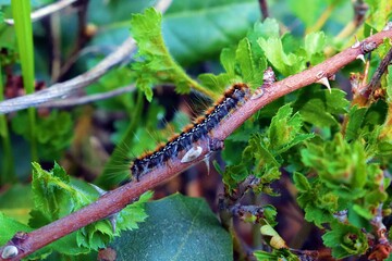 close up of the caterpillar in the larval state of Macrothylacia rubi widespread in Eurasia