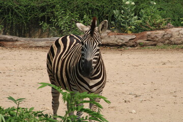Zebra is eating grass