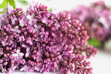 Floral spring background. Purple-pink lilac close-up. Selective focus.  Macro. Horizontal photo. 