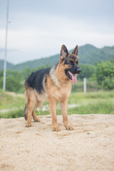 German shepherd stand outdoors In the morning