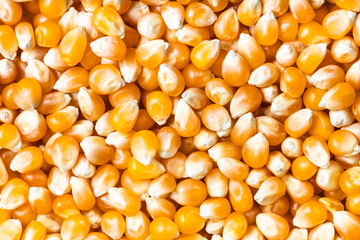 background - many raw maize corns
