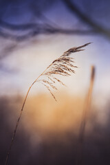 grass in the twilight breeze