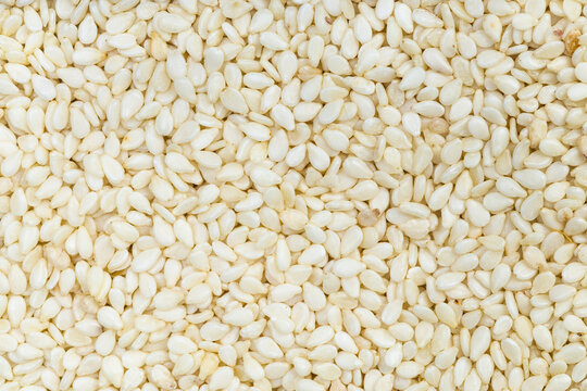 background - many white sesame seeds