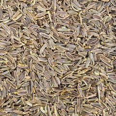 kala zeera (Elwendia persica) seeds close up