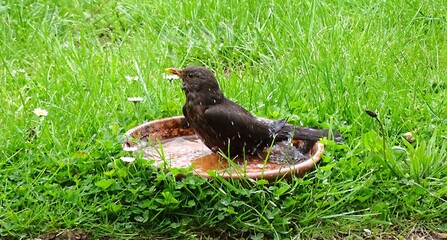 Eine Amsel badet in der Vogeltränke